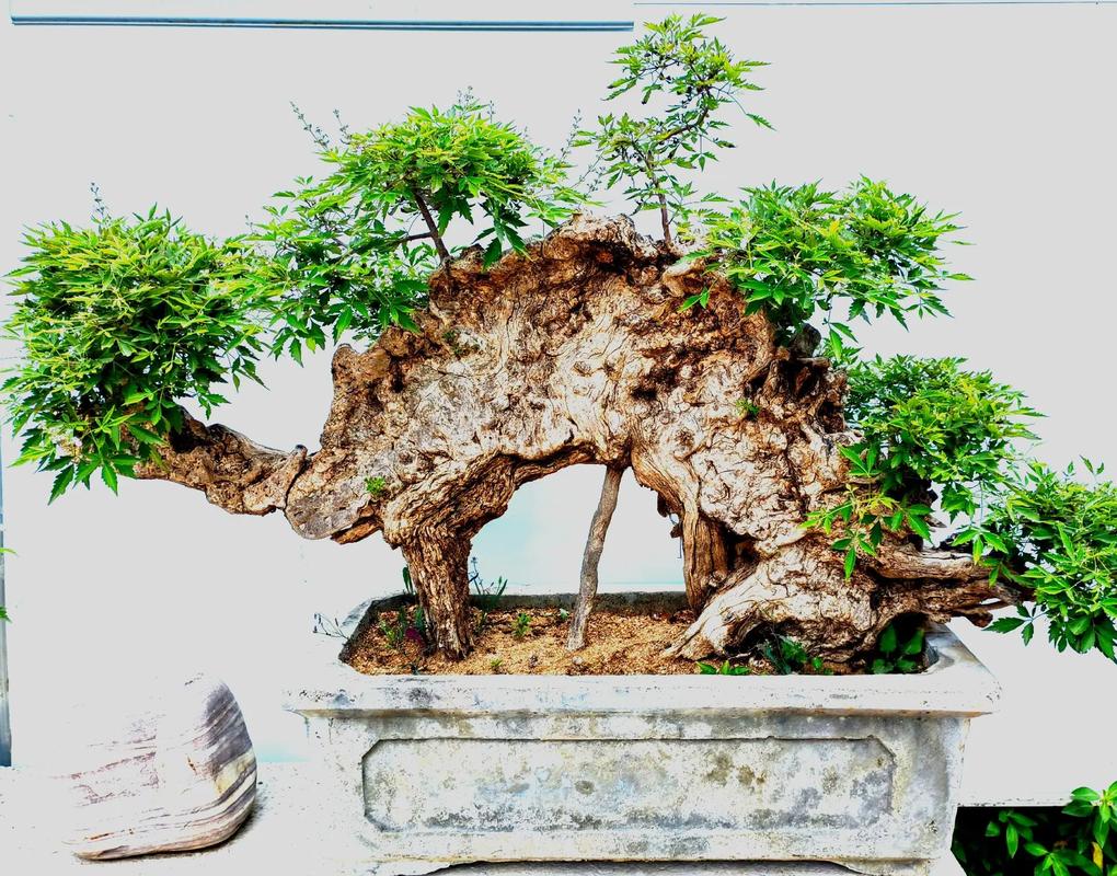 黄荆树桩怎么种？黄荆树桩的栽培技术？-第2张图片-优品飞百科