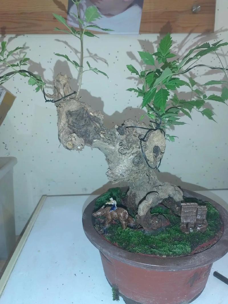 黄荆树桩怎么种？黄荆树桩的栽培技术？-第4张图片-优品飞百科