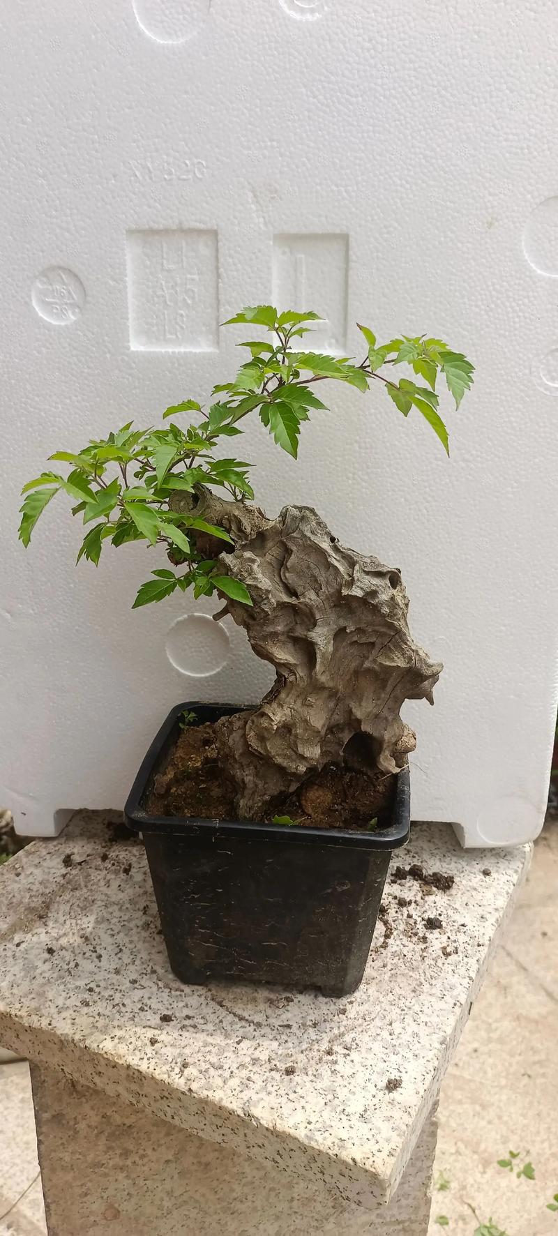 黄荆树桩怎么种？黄荆树桩的栽培技术？-第5张图片-优品飞百科