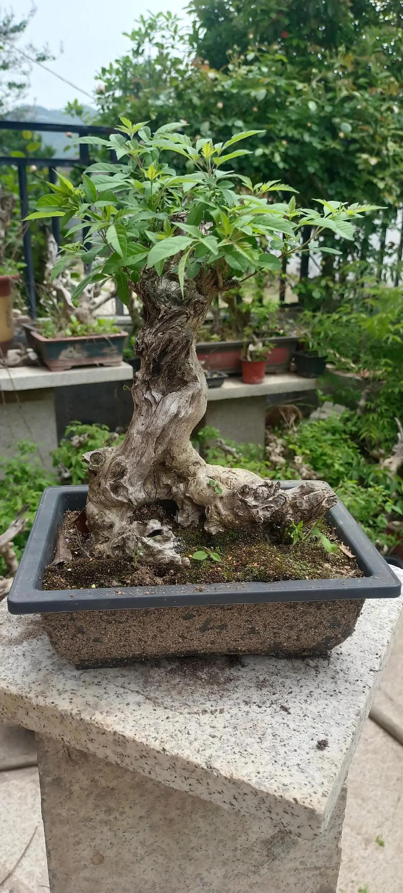 黄荆树桩怎么种？黄荆树桩的栽培技术？-第6张图片-优品飞百科