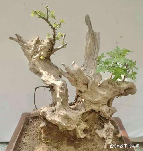 黄荆树桩怎么种？黄荆树桩的栽培技术？-第7张图片-优品飞百科