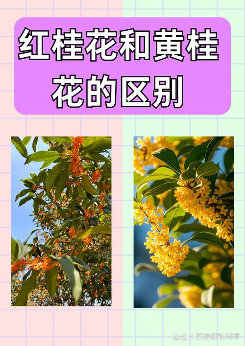 桂花开花几天落花？桂花开几天凋谢？