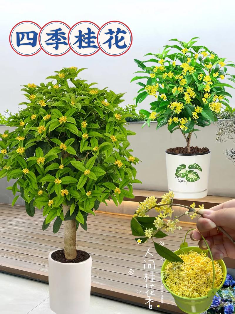 桂花开花几天落花？桂花开几天凋谢？-第3张图片-优品飞百科