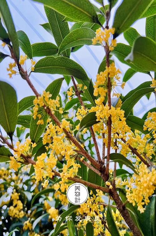 桂花开花几天落花？桂花开几天凋谢？-第2张图片-优品飞百科