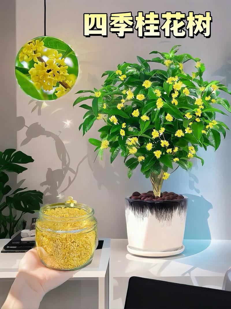 桂花开花几天落花？桂花开几天凋谢？-第4张图片-优品飞百科