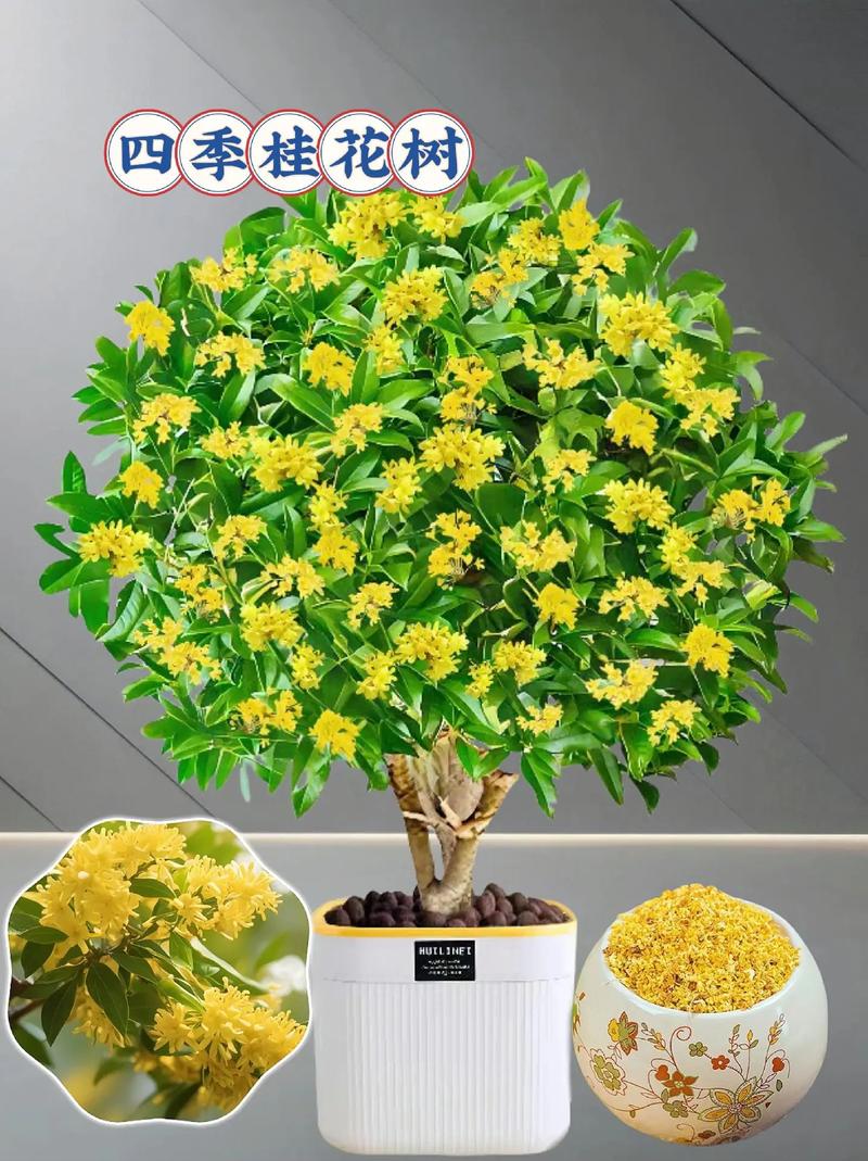 桂花开花几天落花？桂花开几天凋谢？-第5张图片-优品飞百科