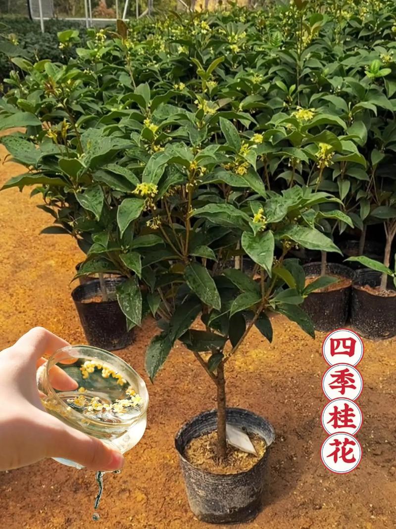 桂花开花几天落花？桂花开几天凋谢？-第6张图片-优品飞百科