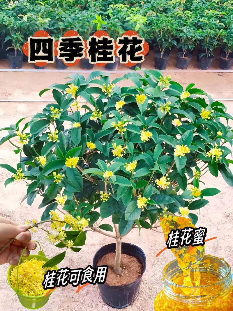 桂花开花几天落花？桂花开几天凋谢？-第7张图片-优品飞百科