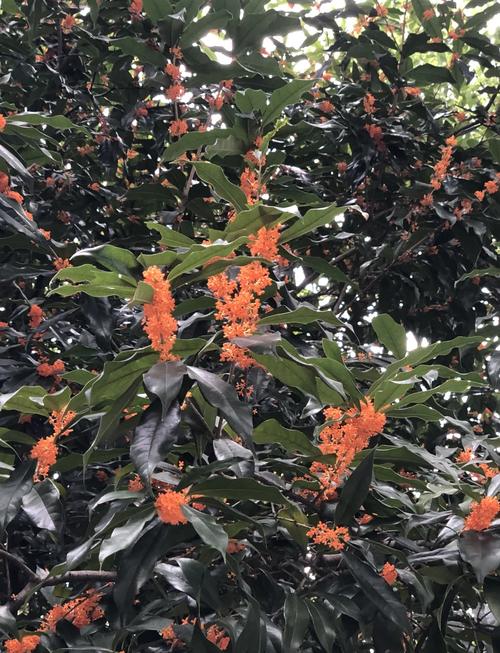 桂花开花几天落花？桂花开几天凋谢？-第8张图片-优品飞百科