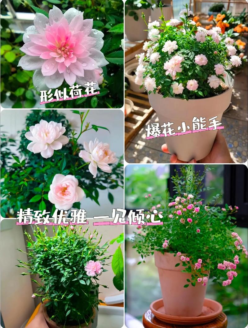 日本姬月季怎么养？日本姬月季能长多大？-第2张图片-优品飞百科