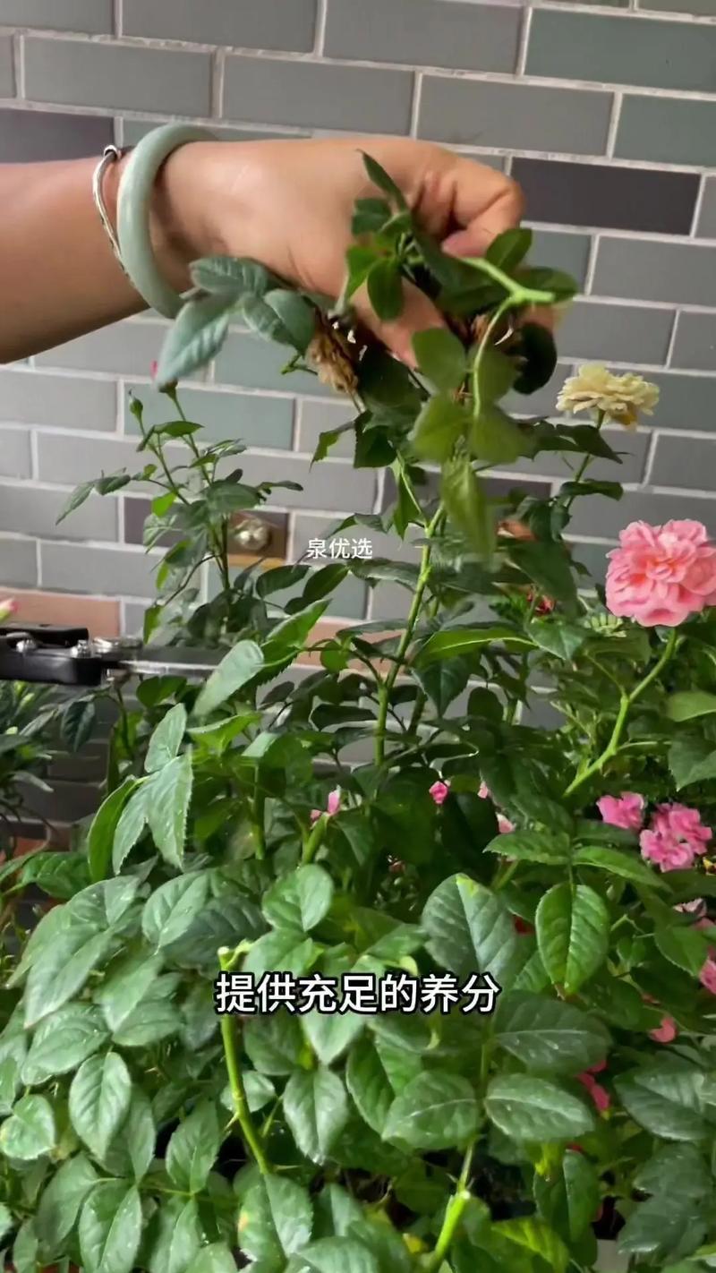 日本姬月季怎么养？日本姬月季能长多大？-第3张图片-优品飞百科