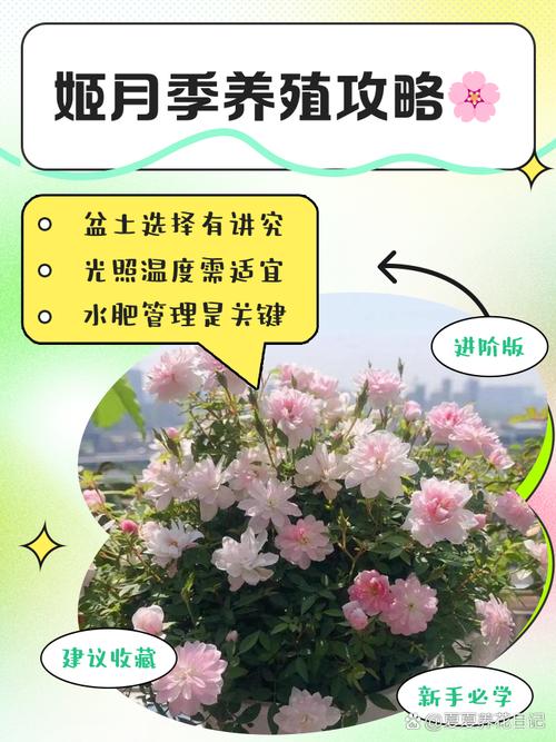 日本姬月季怎么养？日本姬月季能长多大？-第4张图片-优品飞百科