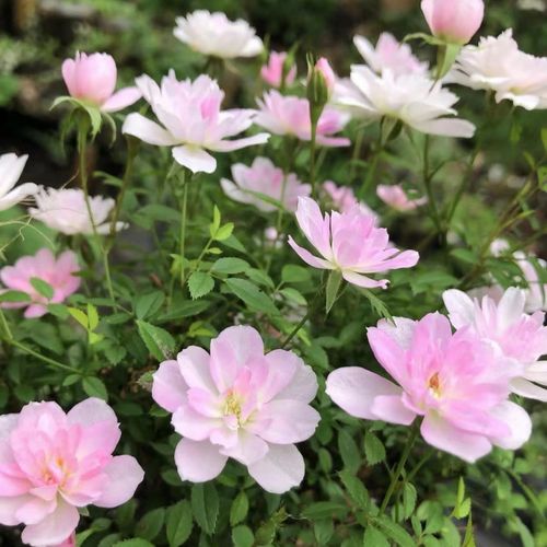 日本姬月季怎么养？日本姬月季能长多大？-第5张图片-优品飞百科