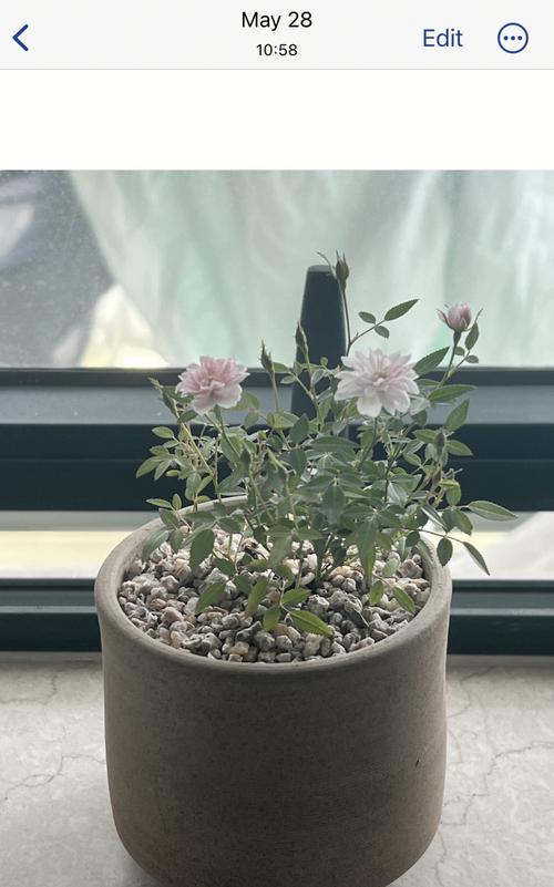 日本姬月季怎么养？日本姬月季能长多大？-第6张图片-优品飞百科