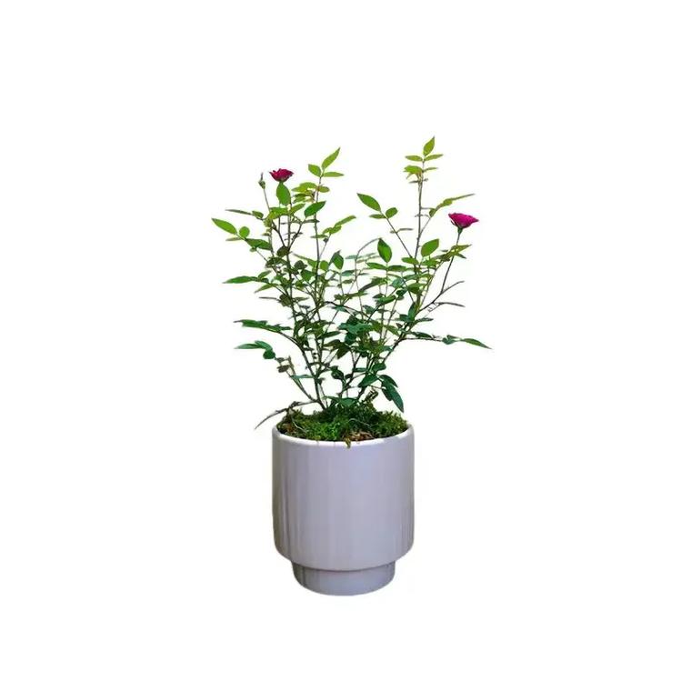 日本姬月季怎么养？日本姬月季能长多大？-第7张图片-优品飞百科