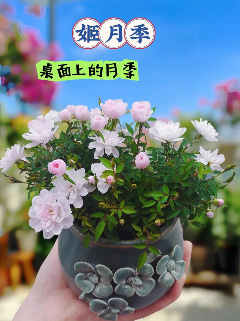 日本姬月季怎么养？日本姬月季能长多大？-第8张图片-优品飞百科