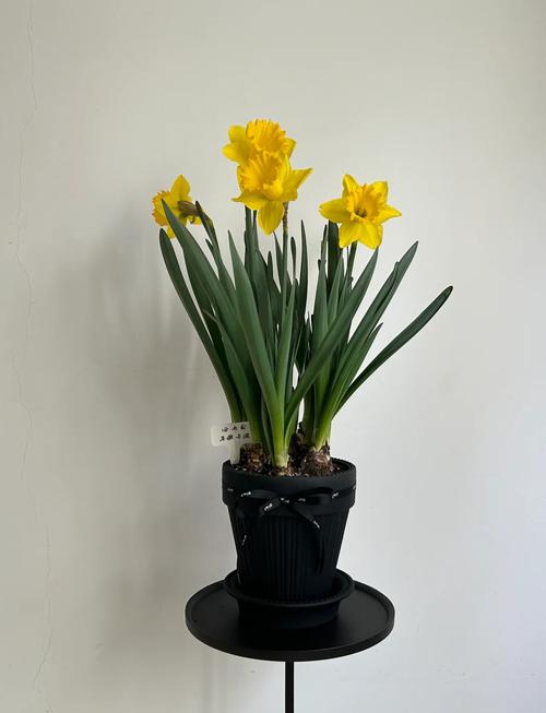 洋水仙的养殖方法和注意事项，洋水仙百科