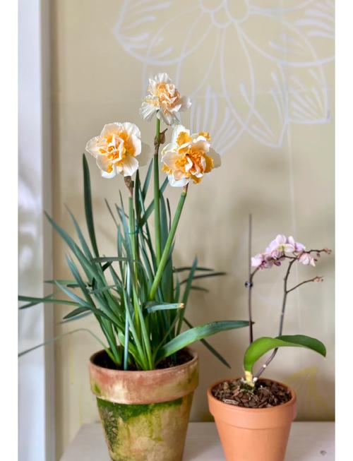 洋水仙的养殖方法和注意事项，洋水仙百科-第3张图片-优品飞百科