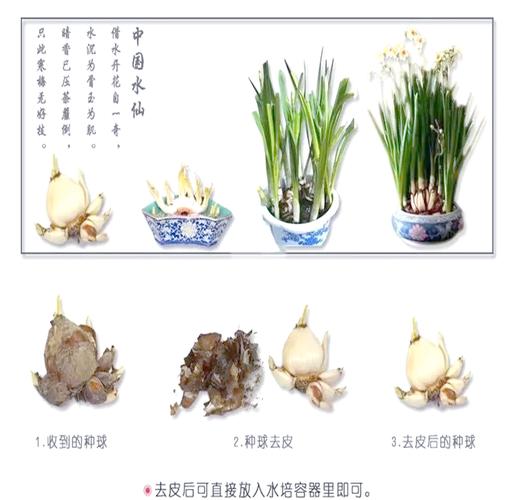 洋水仙的养殖方法和注意事项，洋水仙百科-第4张图片-优品飞百科