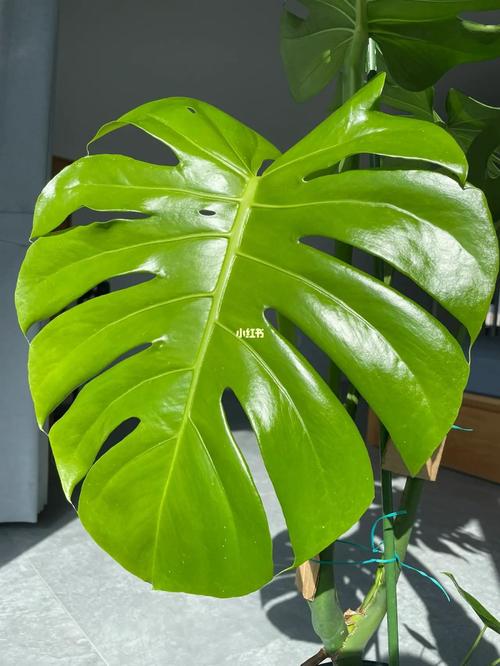 家里“龟背竹”长出“大白须”，龟背竹上有特别小的白色虫子蠕动？