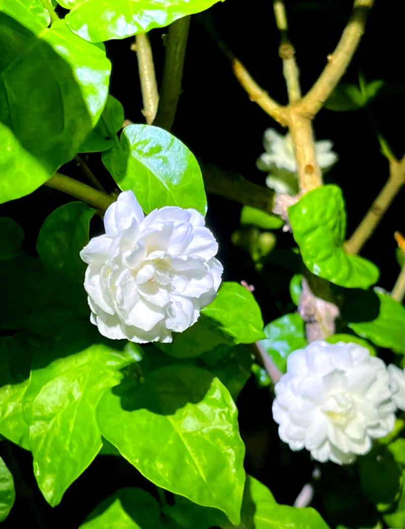 虎头茉莉怎么养，虎头茉莉怎么养最香