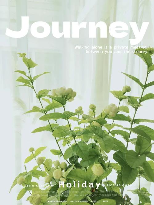 虎头茉莉怎么养,虎头茉莉怎么养最香-第2张图片-优品飞百科 虎头茉莉怎么养,虎头茉莉怎么养最香-第2张图片-优品飞百科