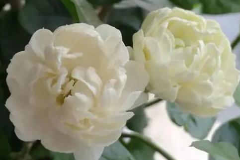 虎头茉莉怎么养,虎头茉莉怎么养最香-第3张图片-优品飞百科 虎头茉莉怎么养,虎头茉莉怎么养最香-第3张图片-优品飞百科