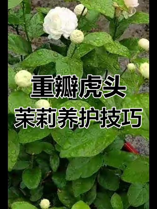 虎头茉莉怎么养,虎头茉莉怎么养最香-第4张图片-优品飞百科 虎头茉莉怎么养,虎头茉莉怎么养最香-第4张图片-优品飞百科