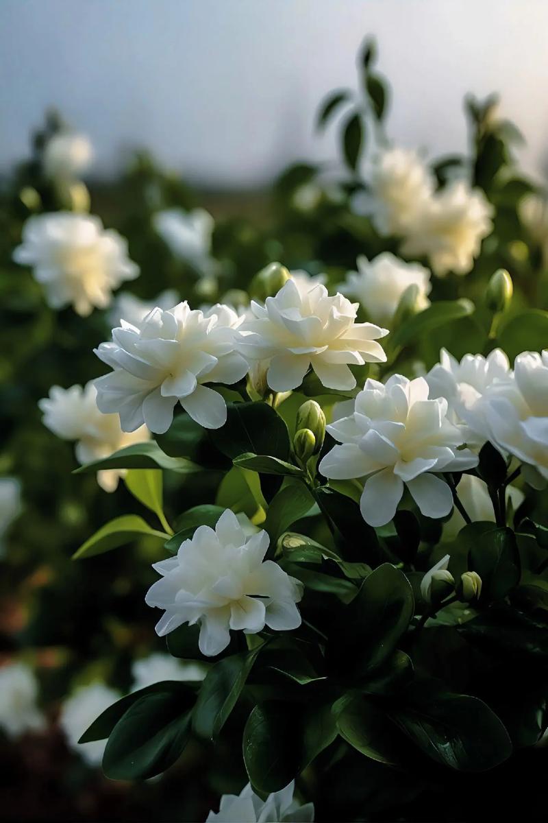 虎头茉莉怎么养,虎头茉莉怎么养最香-第5张图片-优品飞百科 虎头茉莉怎么养,虎头茉莉怎么养最香-第5张图片-优品飞百科