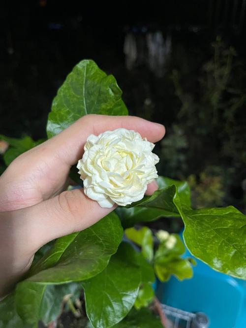 虎头茉莉怎么养,虎头茉莉怎么养最香-第6张图片-优品飞百科 虎头茉莉怎么养,虎头茉莉怎么养最香-第6张图片-优品飞百科