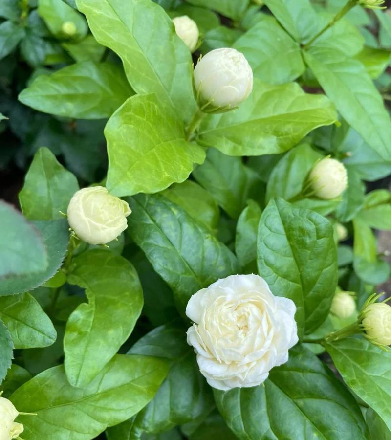 虎头茉莉怎么养,虎头茉莉怎么养最香-第7张图片-优品飞百科 虎头茉莉怎么养,虎头茉莉怎么养最香-第7张图片-优品飞百科