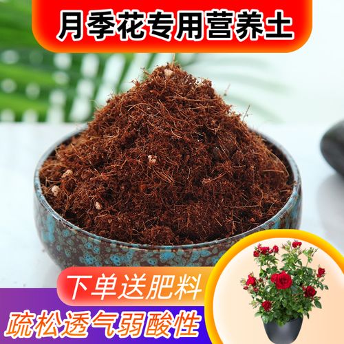 月季花用什么土，月季花怎么种植和养护-第3张图片-优品飞百科