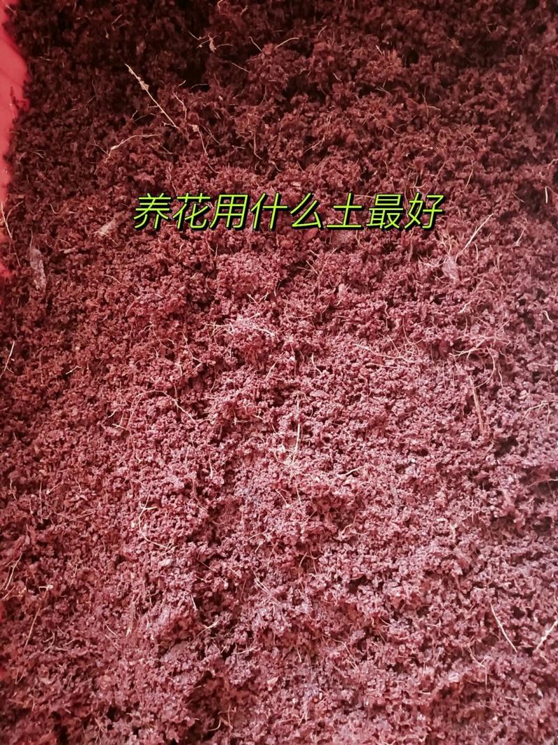 月季花用什么土，月季花怎么种植和养护-第4张图片-优品飞百科
