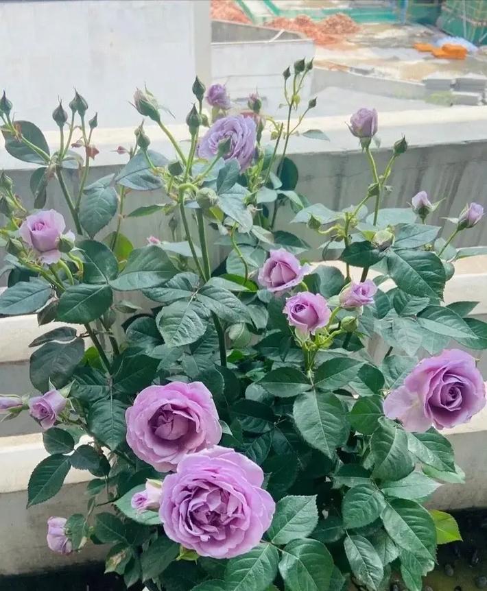 月季花用什么土，月季花怎么种植和养护-第5张图片-优品飞百科