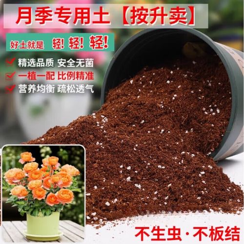 月季花用什么土，月季花怎么种植和养护-第6张图片-优品飞百科