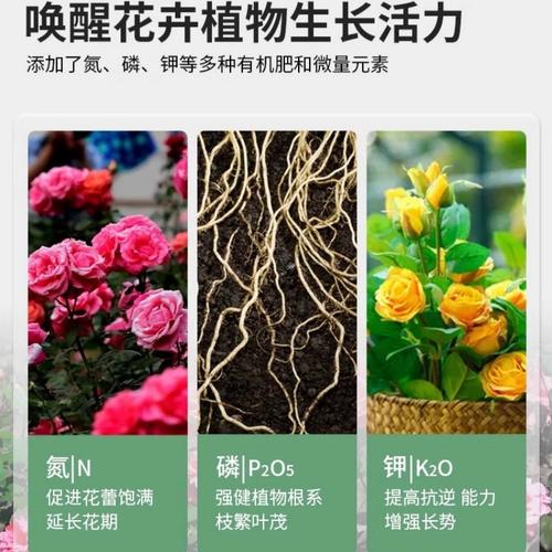 月季花用什么土，月季花怎么种植和养护-第7张图片-优品飞百科