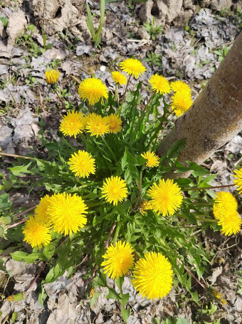 蒲公英是什么样子，蒲公英是什么样子的写一段话？