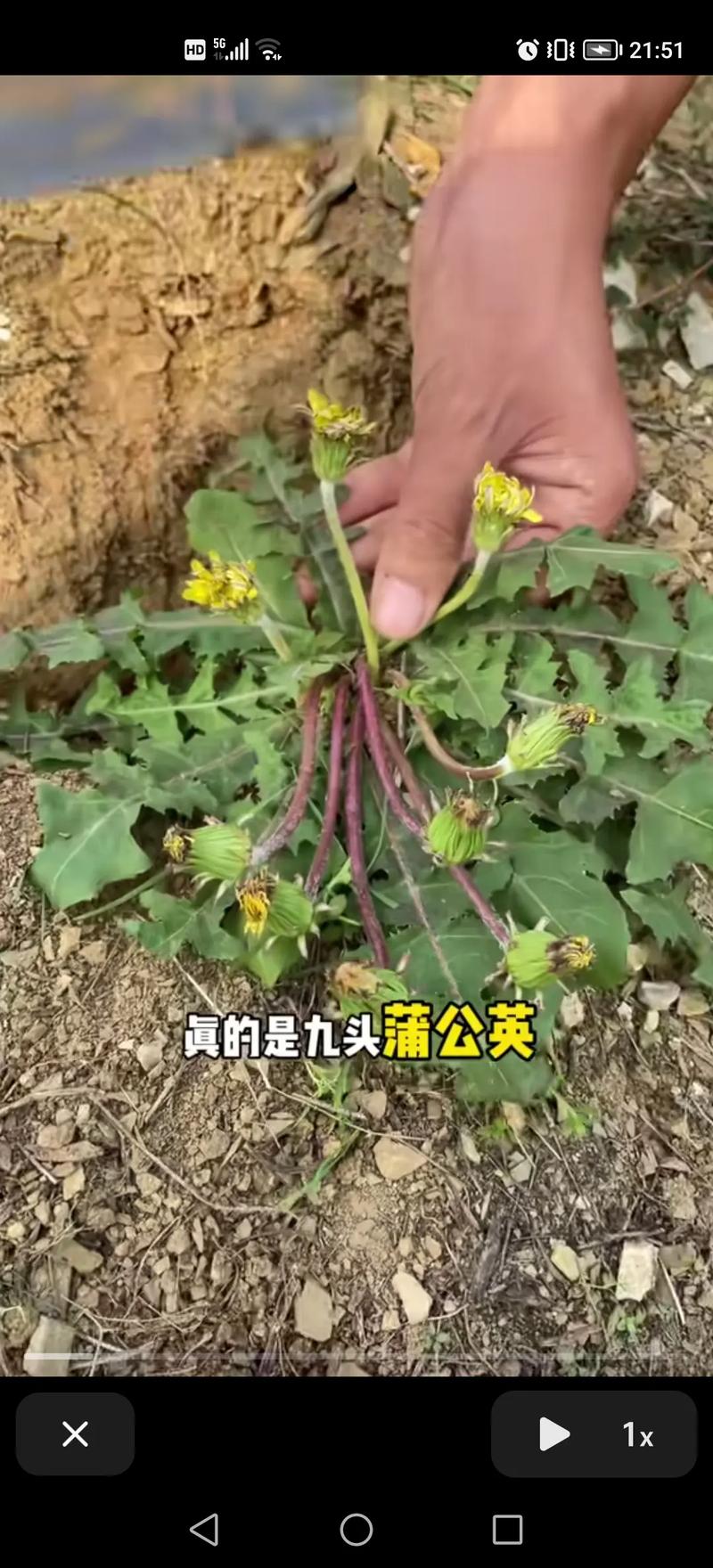 蒲公英是什么样子，蒲公英是什么样子的写一段话？-第2张图片-优品飞百科