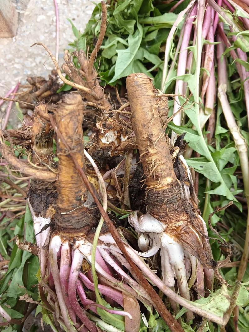 蒲公英是什么样子，蒲公英是什么样子的写一段话？-第4张图片-优品飞百科