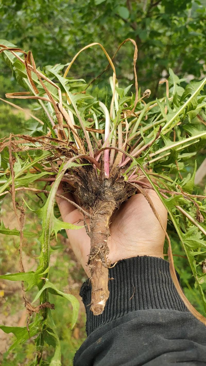 蒲公英是什么样子，蒲公英是什么样子的写一段话？-第5张图片-优品飞百科