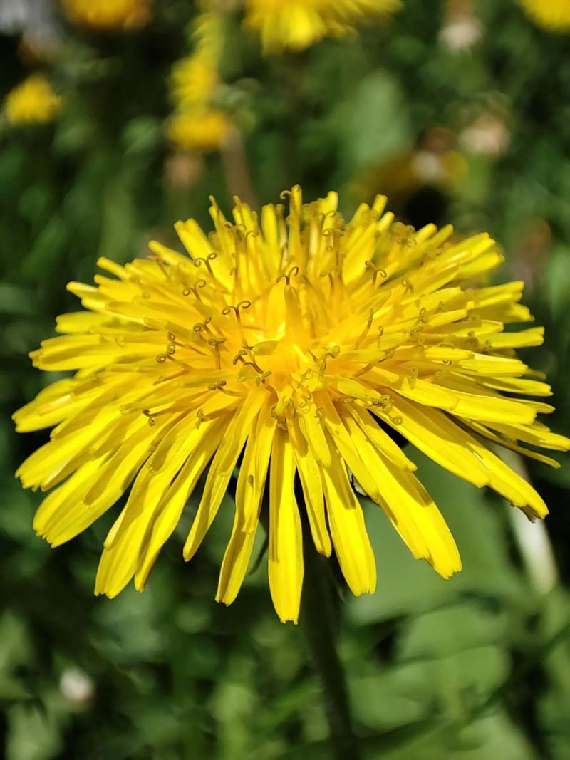 蒲公英是什么样子，蒲公英是什么样子的写一段话？-第7张图片-优品飞百科