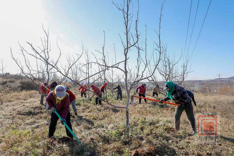 梨树的高效种植技术及注意事项,梨树种植技术与管理-第1张图片-优品飞百科 梨树的高效种植技术及注意事项,梨树种植技术与管理-第1张图片-优品飞百科