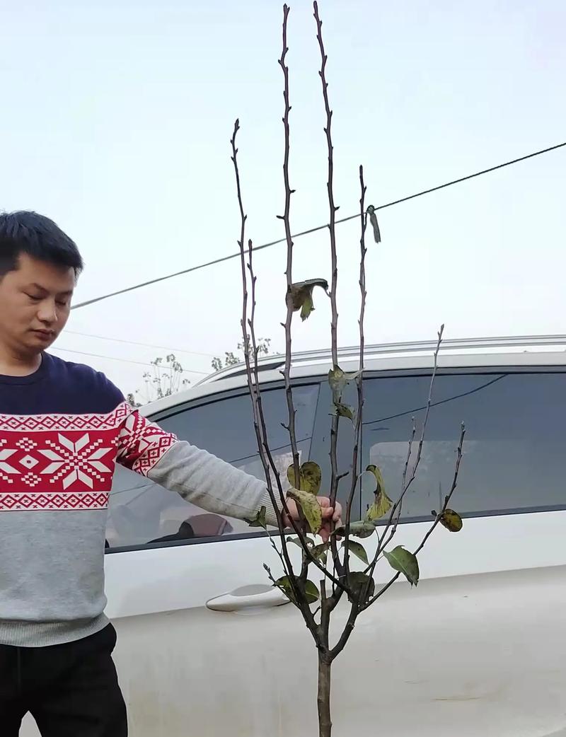 梨树的高效种植技术及注意事项,梨树种植技术与管理-第2张图片-优品飞百科 梨树的高效种植技术及注意事项,梨树种植技术与管理-第2张图片-优品飞百科