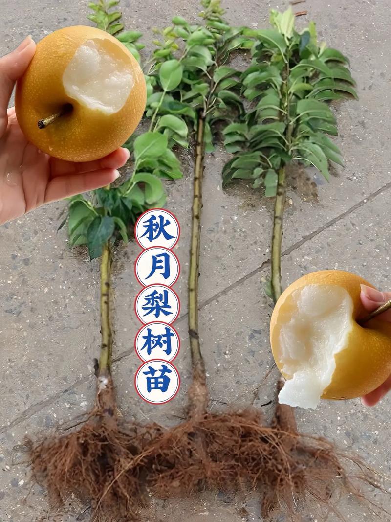 梨树的高效种植技术及注意事项,梨树种植技术与管理-第4张图片-优品飞百科 梨树的高效种植技术及注意事项,梨树种植技术与管理-第4张图片-优品飞百科