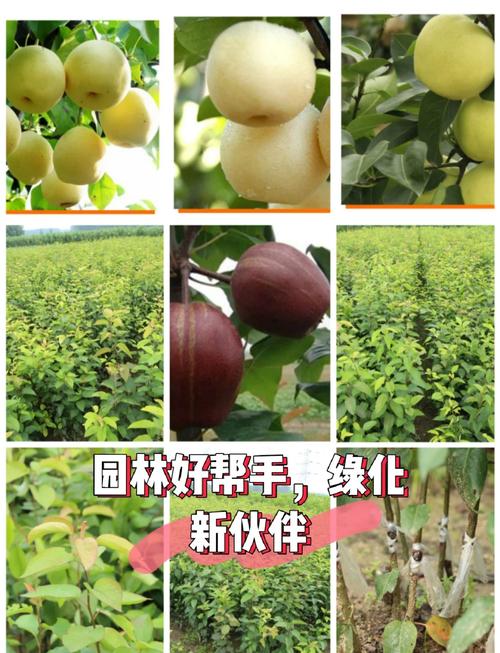 梨树的高效种植技术及注意事项,梨树种植技术与管理-第5张图片-优品飞百科 梨树的高效种植技术及注意事项,梨树种植技术与管理-第5张图片-优品飞百科