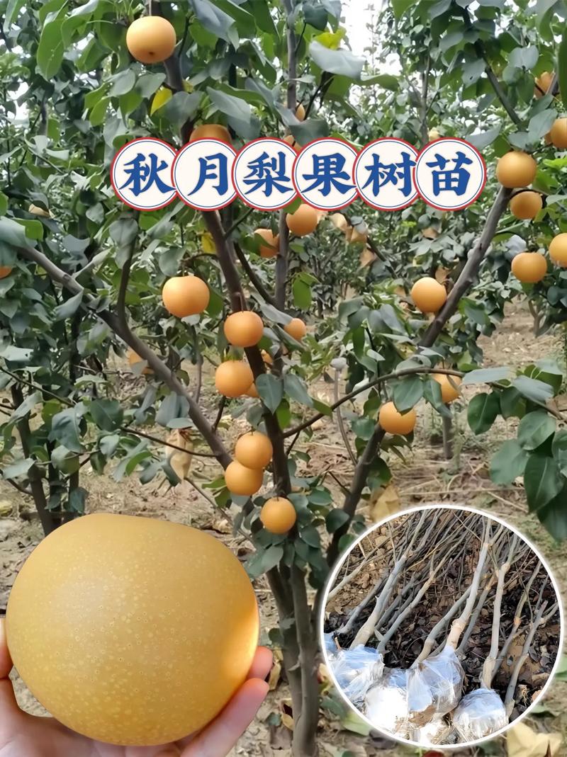 梨树的高效种植技术及注意事项,梨树种植技术与管理-第6张图片-优品飞百科 梨树的高效种植技术及注意事项,梨树种植技术与管理-第6张图片-优品飞百科