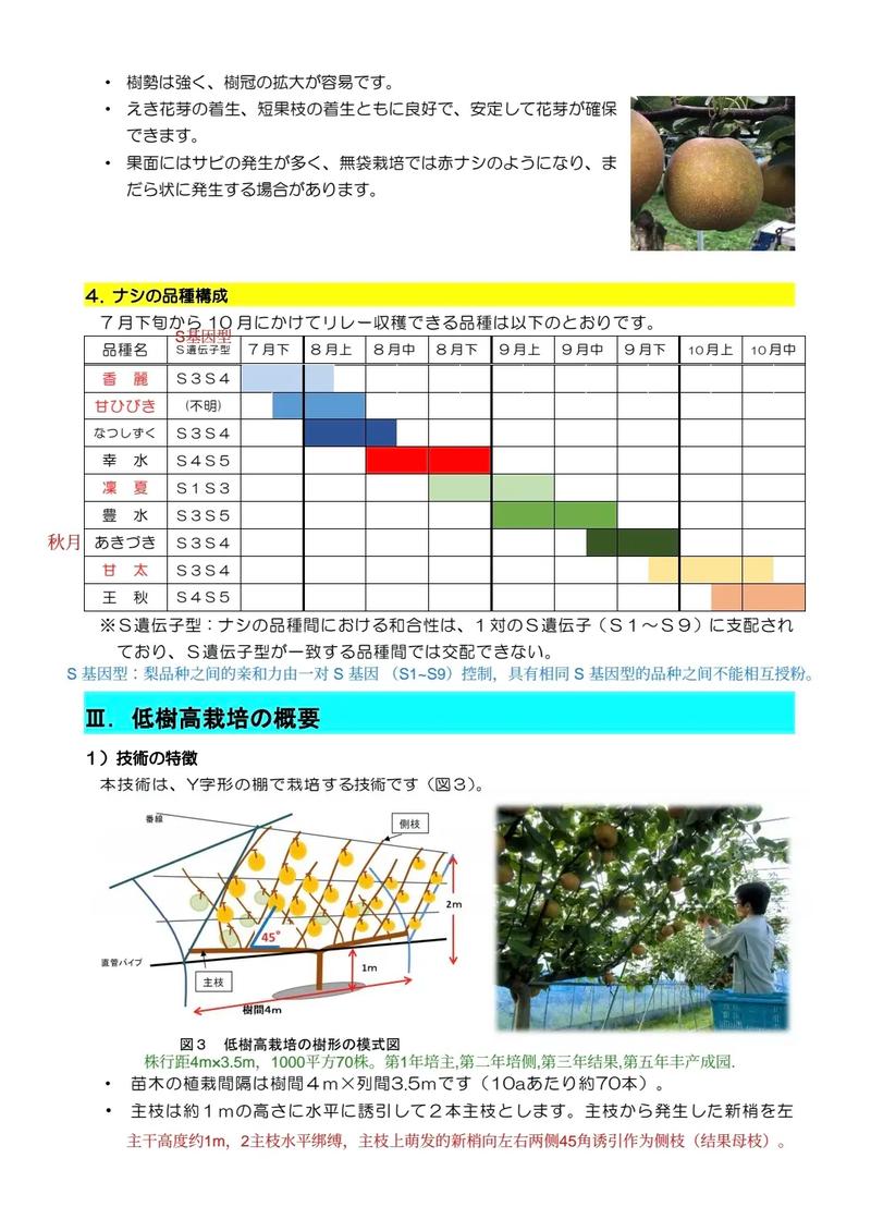 梨树的高效种植技术及注意事项,梨树种植技术与管理-第7张图片-优品飞百科 梨树的高效种植技术及注意事项,梨树种植技术与管理-第7张图片-优品飞百科