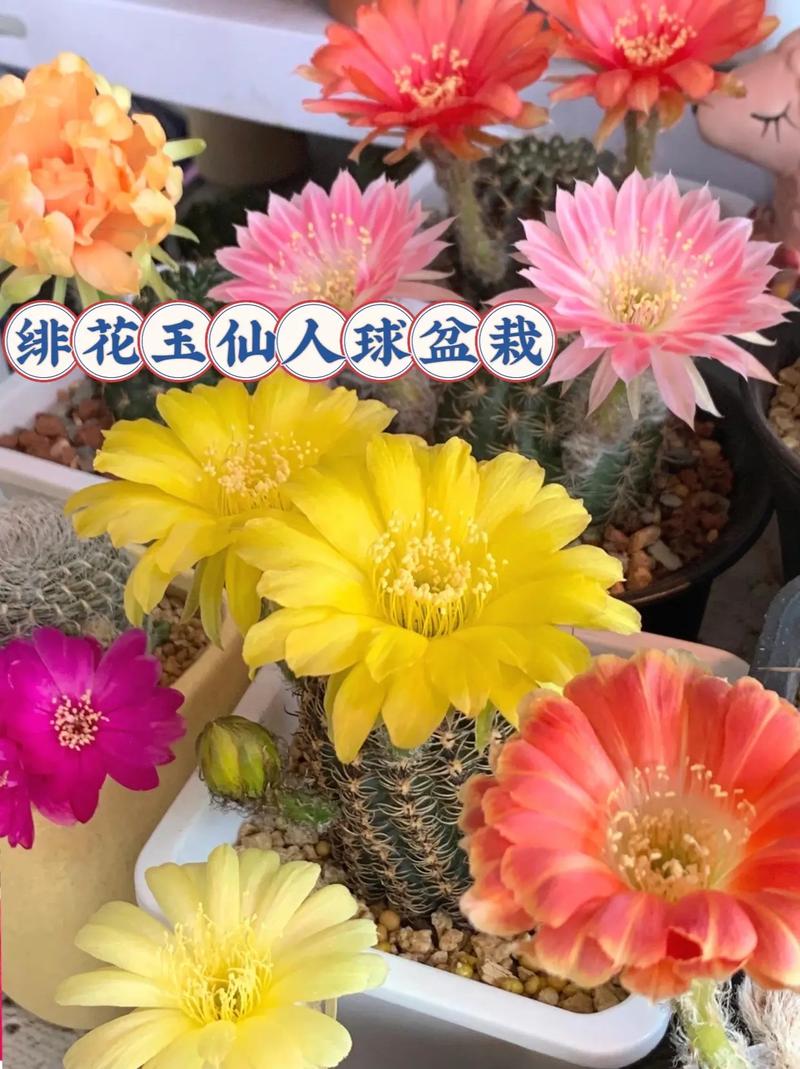 新买的绯花玉怎么养，刚买回来的绯花玉要怎么处理