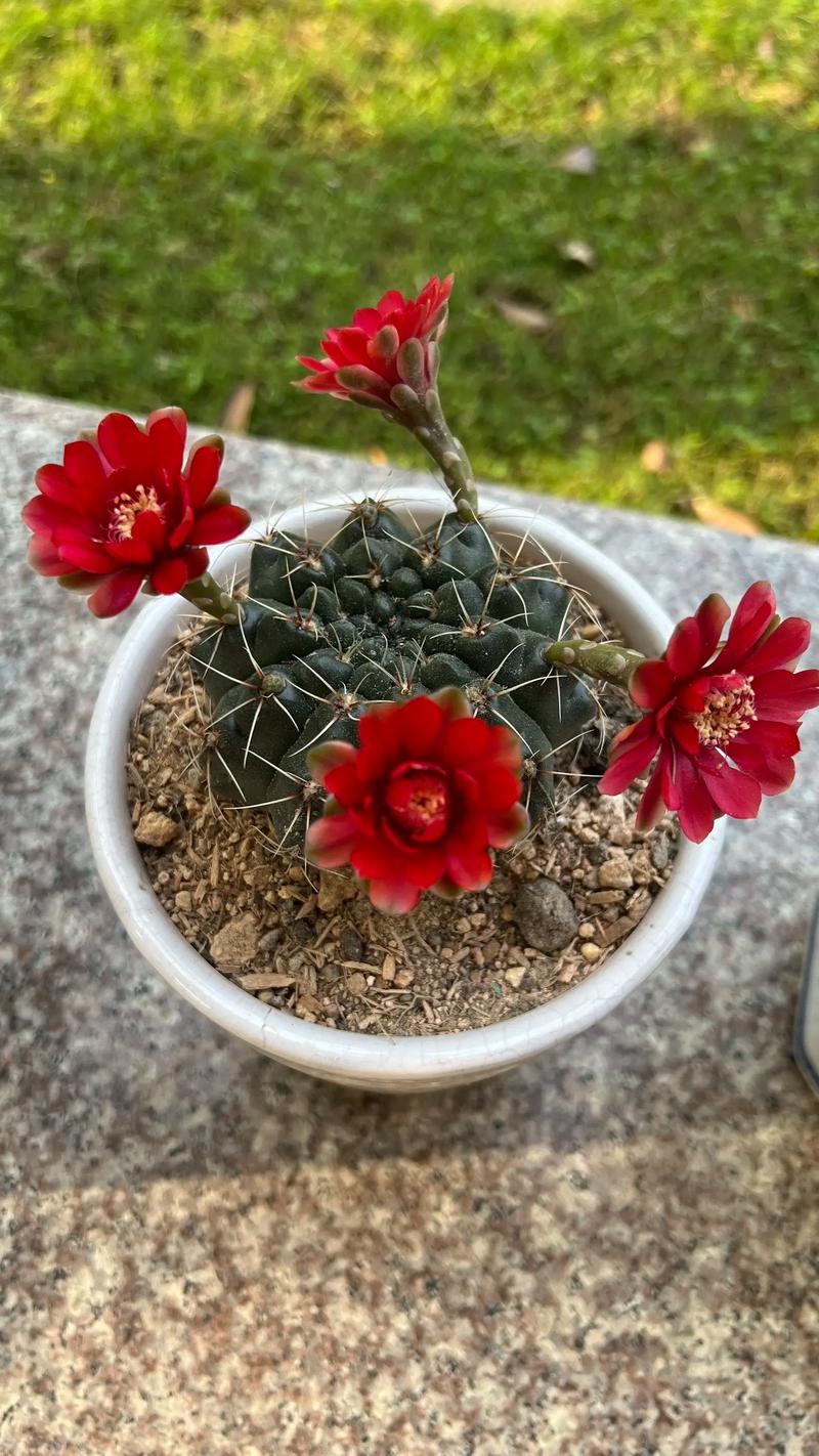 新买的绯花玉怎么养，刚买回来的绯花玉要怎么处理-第2张图片-优品飞百科