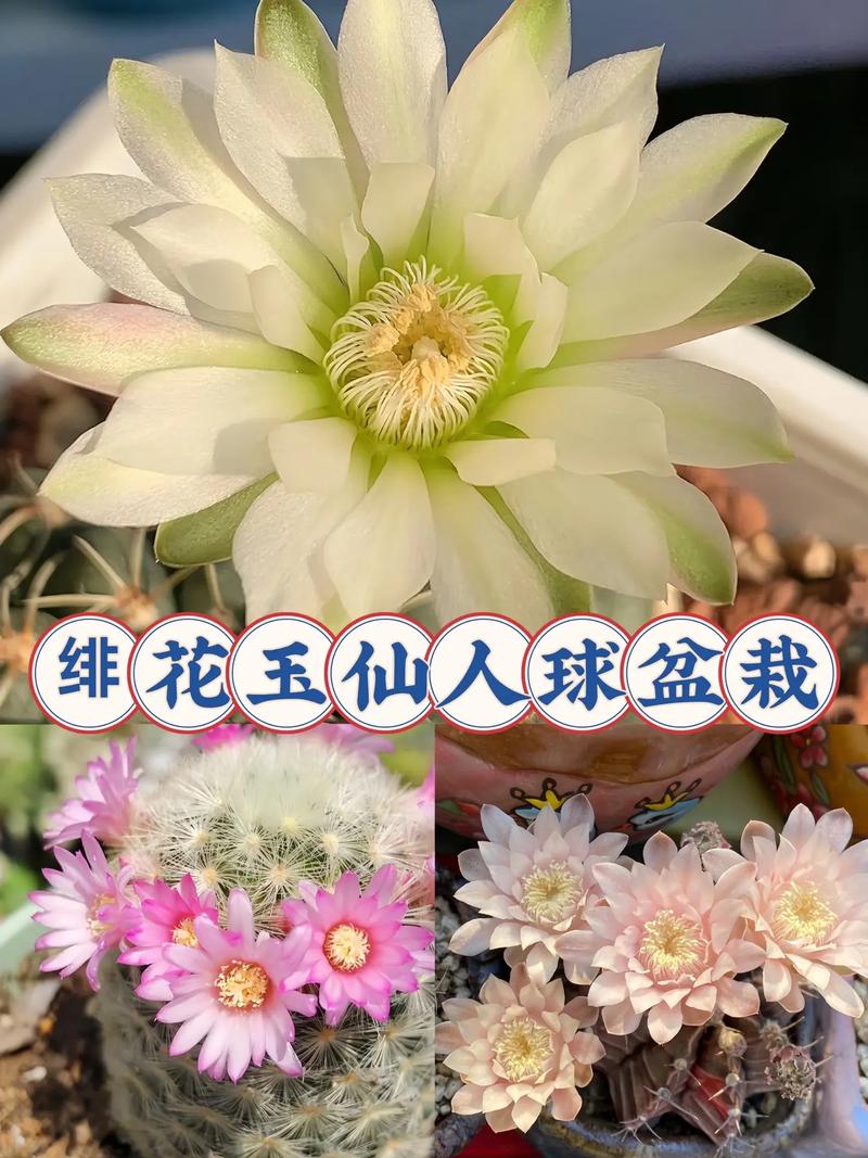 新买的绯花玉怎么养，刚买回来的绯花玉要怎么处理-第3张图片-优品飞百科